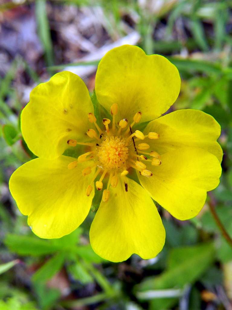 Potentilla reptans